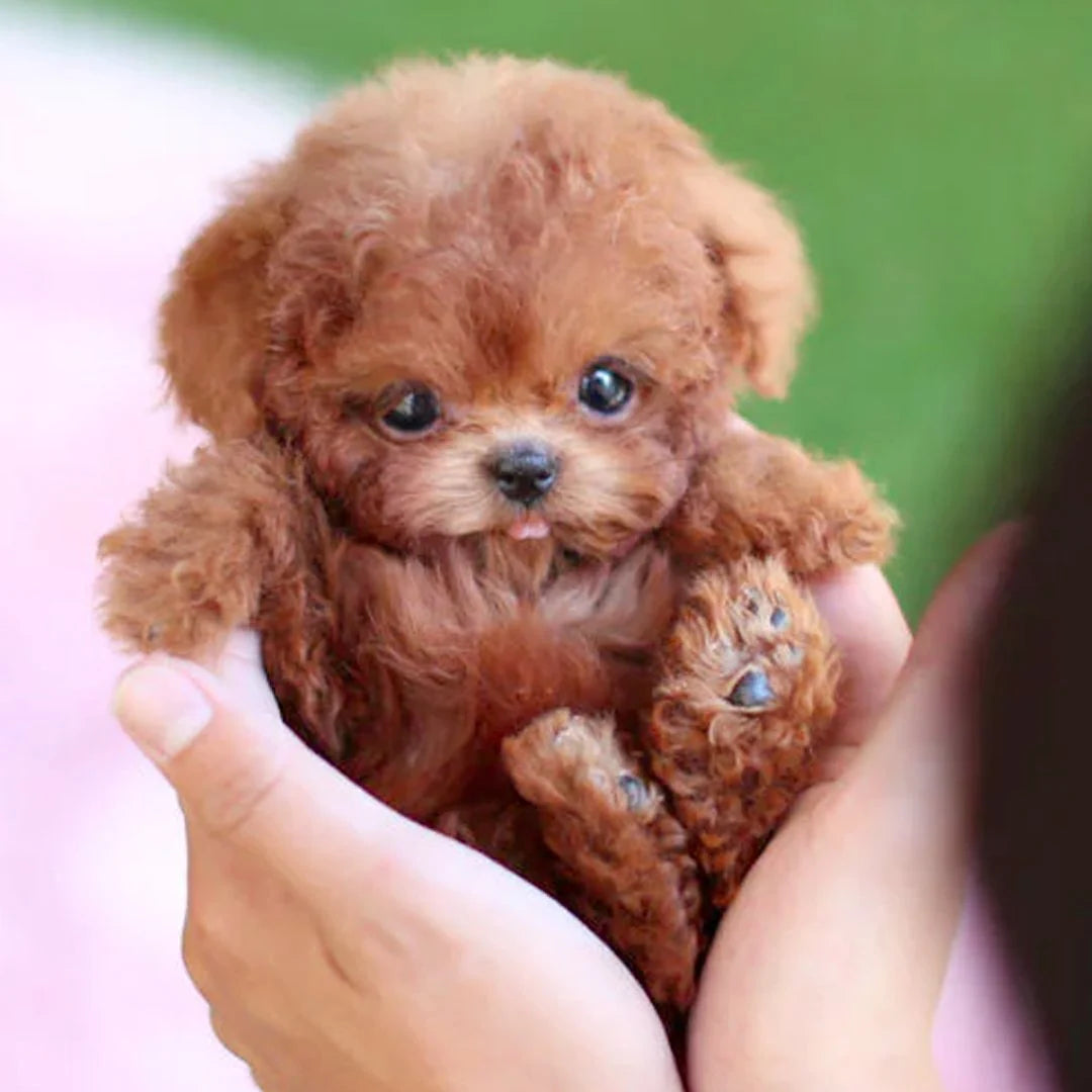 Interactive Robotic Puppy Toy with Motion Response