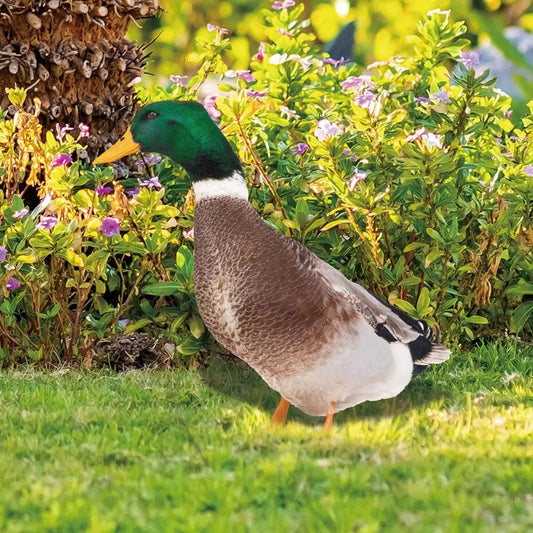 Garden Duck Silhouette Stake with Double-Sided Print