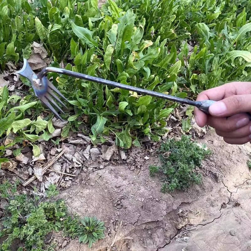 Steel Garden Weed Extractor with Four-Tooth Head and Extended Handle