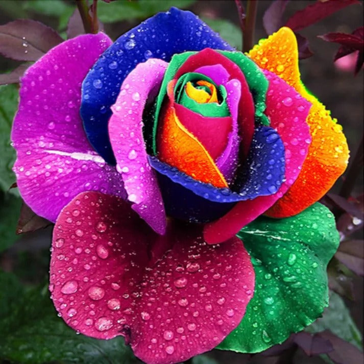 Rainbow Rose Seeds with Cold Treatment for Garden and Indoor Growing, 25 Pack
