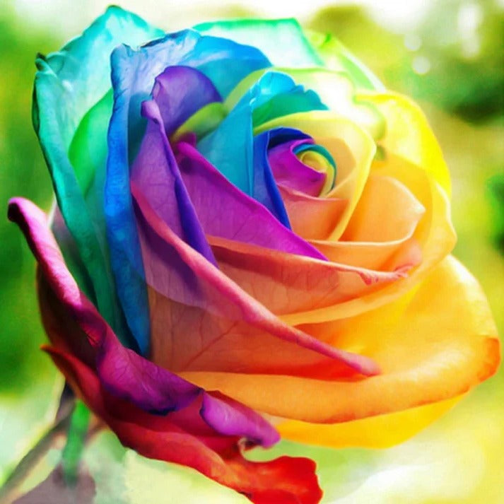 Rainbow Rose Seeds with Cold Treatment for Garden and Indoor Growing, 25 Pack
