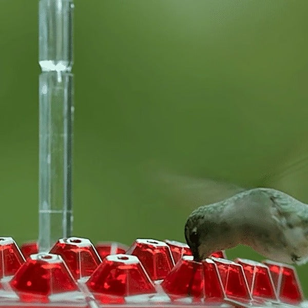 30-Port Hummingbird Feeder with Ant Moat and Clear Viewing Window