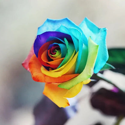 Rainbow Rose Seeds with Cold Treatment for Garden and Indoor Growing, 25 Pack
