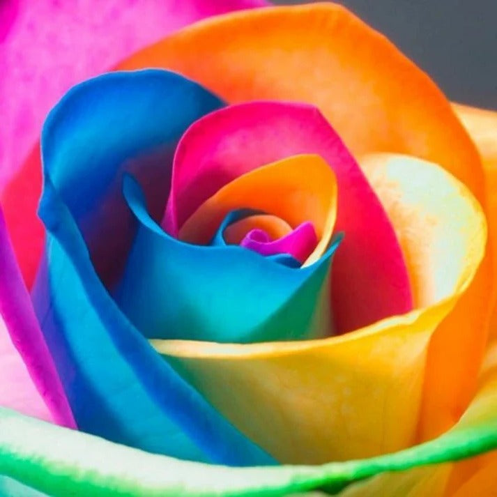 Rainbow Rose Seeds with Cold Treatment for Garden and Indoor Growing, 25 Pack