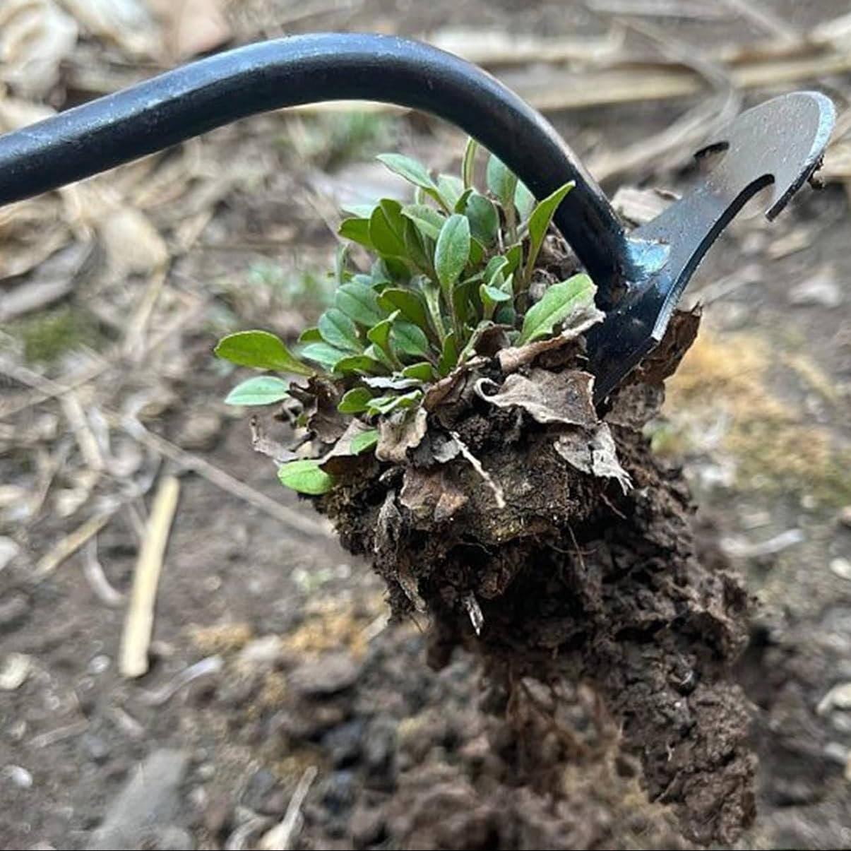 Steel Garden Weed Extractor with Four-Tooth Head and Extended Handle