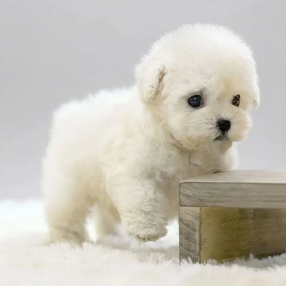 Interactive Robotic Puppy Toy with Motion Response