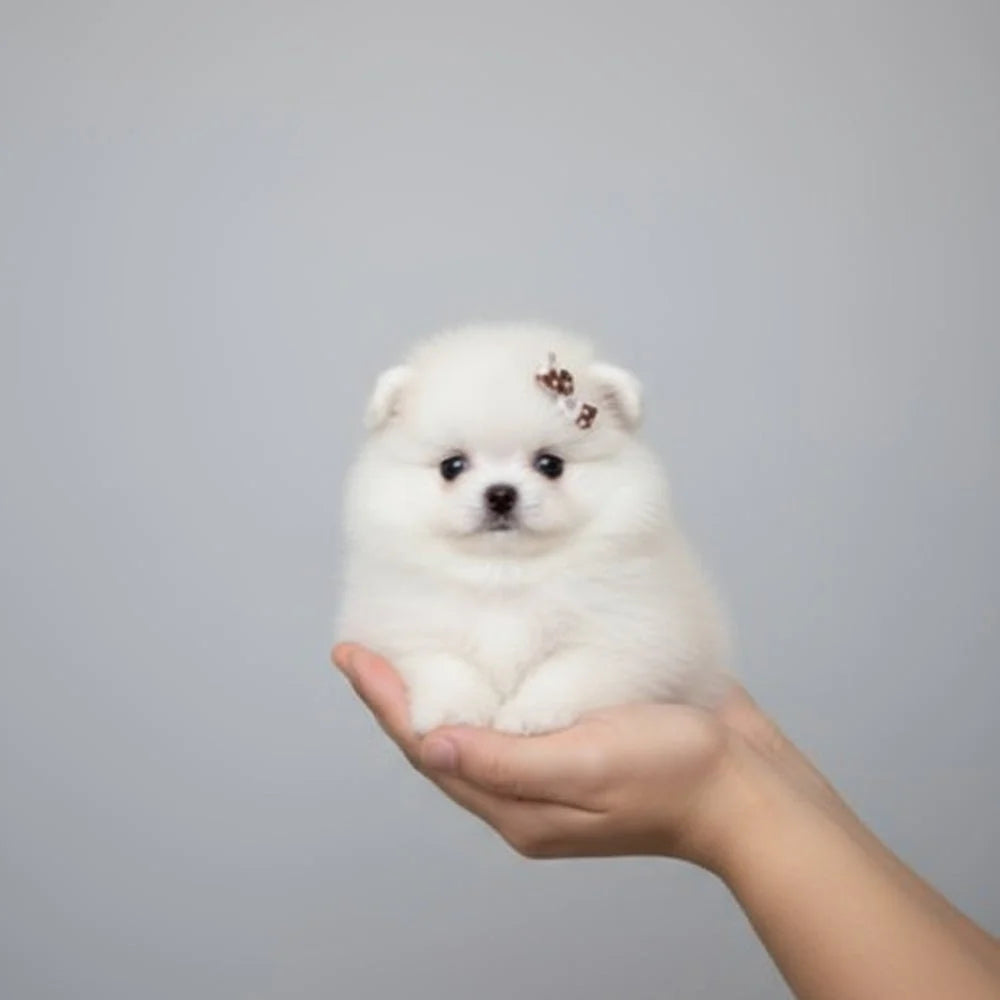 Interactive Robotic Puppy Toy with Motion Response